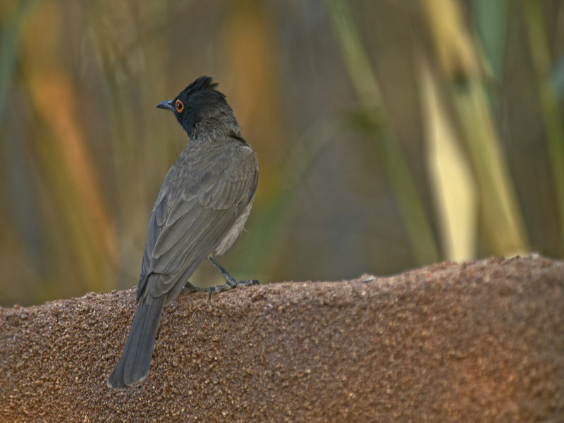 Bulbul, Okonjima